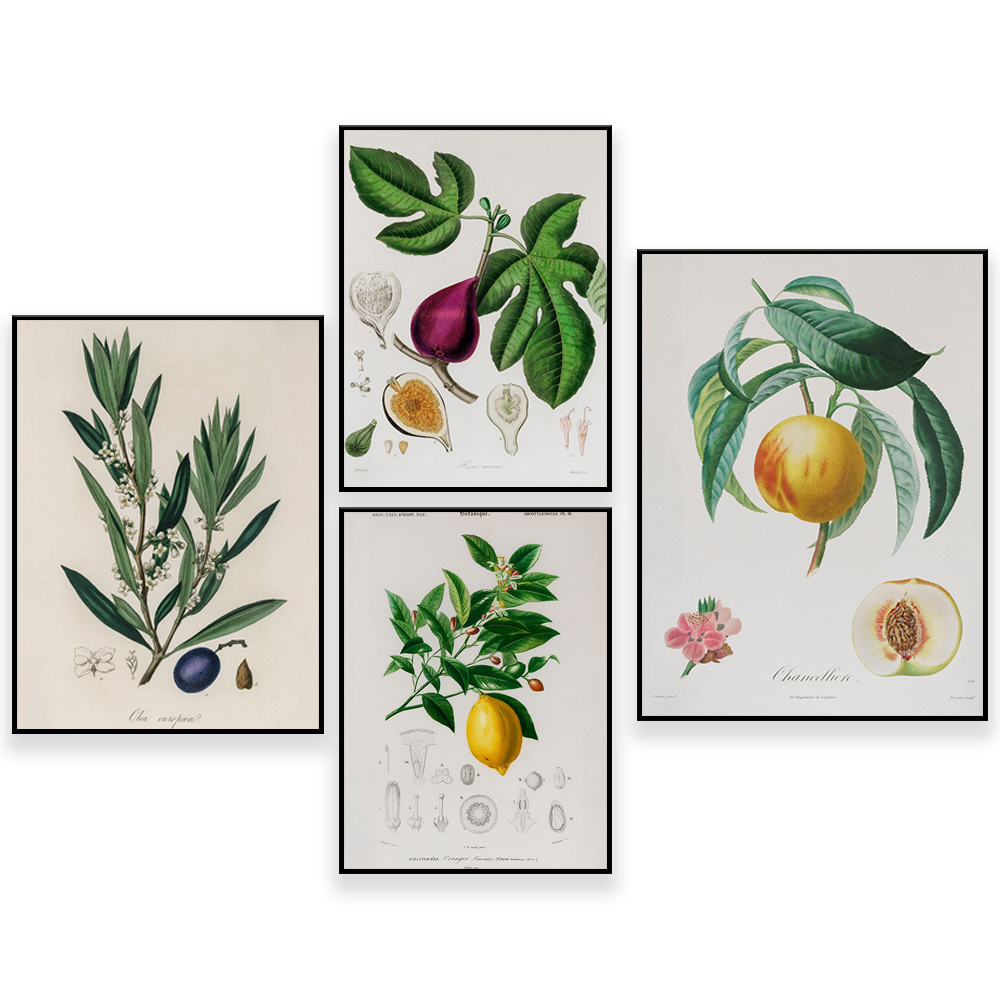 Ilustracja Medyczna Botany Vin – Plant Jackfruit recenzja i cena