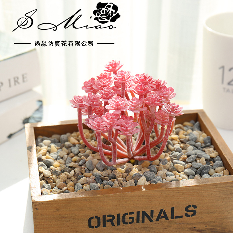 Wusmart duże Xian Ren Ke sztuc – Succulent Arrangement Mini recenzja i cena